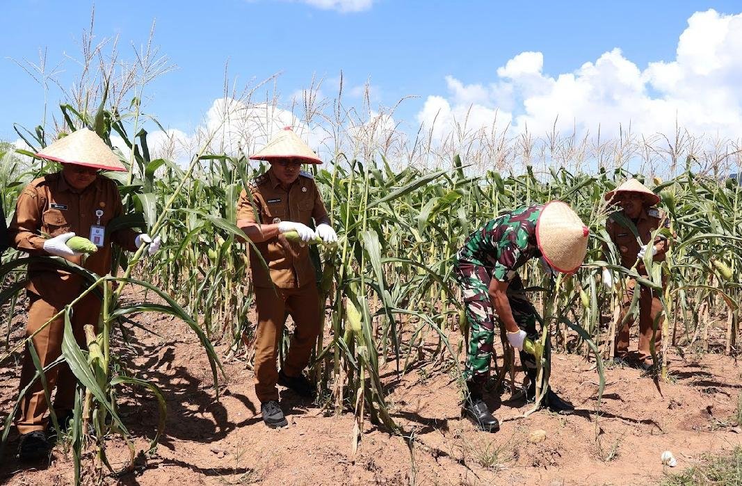 Dukung Ketahanan Pangan, Pemkab Kotabaru Panen Jagung di Desa Sebelimbingan